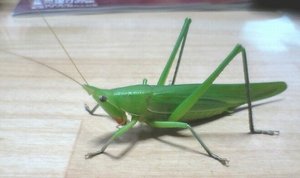 クビキリギス?