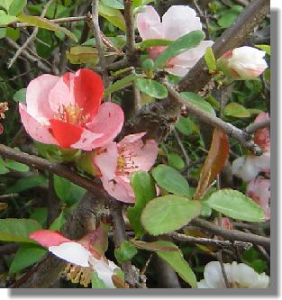 ♪大池公園のボケノハナ♪